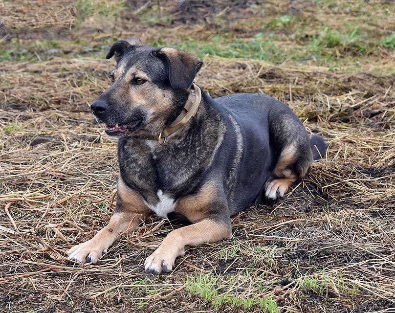 Собаки в Санкт-Петербурге: Бара — собака, которая слишком долго ждёт своего человека Девочка, Бесплатно - фото 7