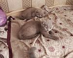 Кошки в Петровске: Продам котят Мальчик, Бесплатно - фото 6