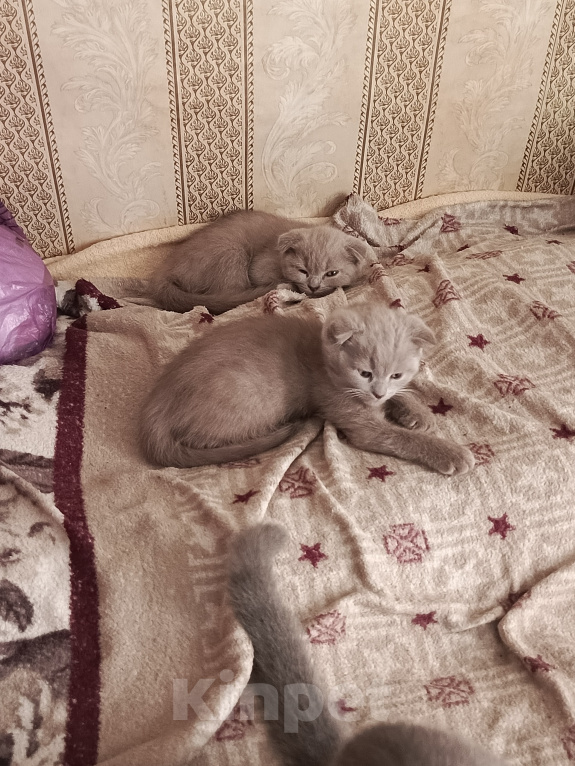 Кошки в Петровске: Продам котят Мальчик, Бесплатно - фото 6