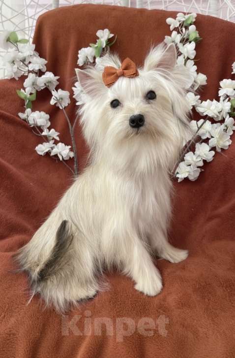 Собаки в Москве: Подрощенный йорк мини девочка рыжая Девочка, 80 000 руб. - фото 9