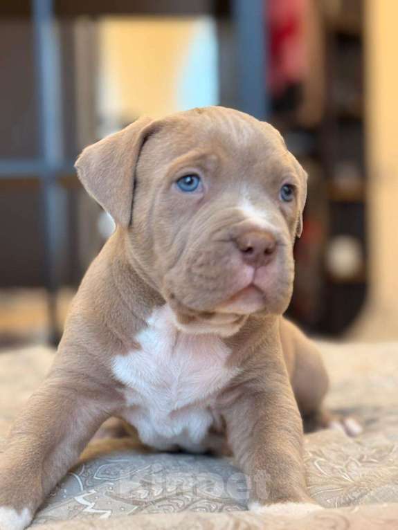 Собаки в Санкт-Петербурге: Американский булли XL  Мальчик, 350 000 руб. - фото 3