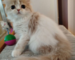 Кошки в Валдае: Кошечка- принцесса из помета победителя выставки Девочка, 30 000 руб. - фото 1