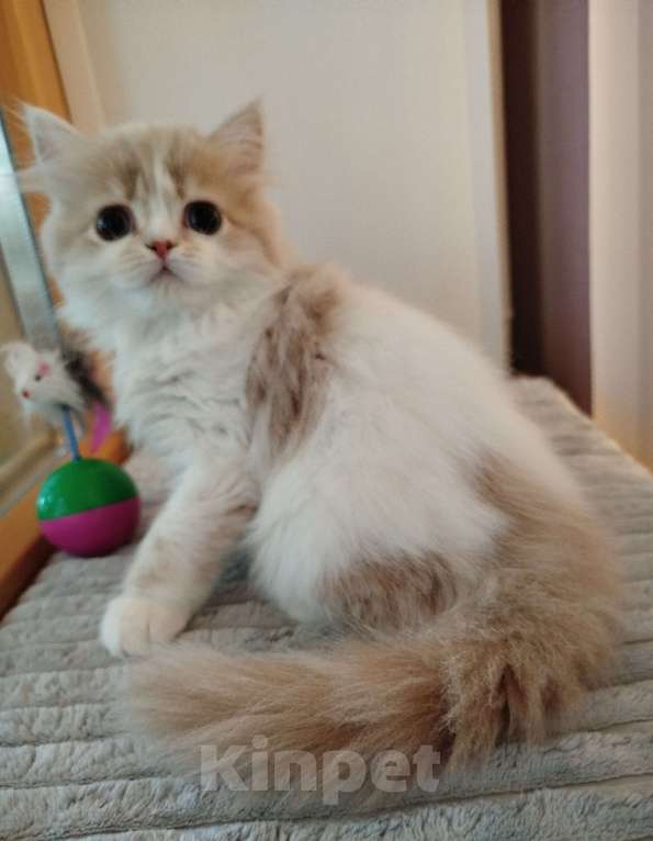 Кошки в Валдае: Кошечка- принцесса из помета победителя выставки Девочка, 30 000 руб. - фото 1