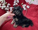 Собаки в Москве: Чёрный йорк мальчик стандарт без перецвета Мальчик, 50 000 руб. - фото 8