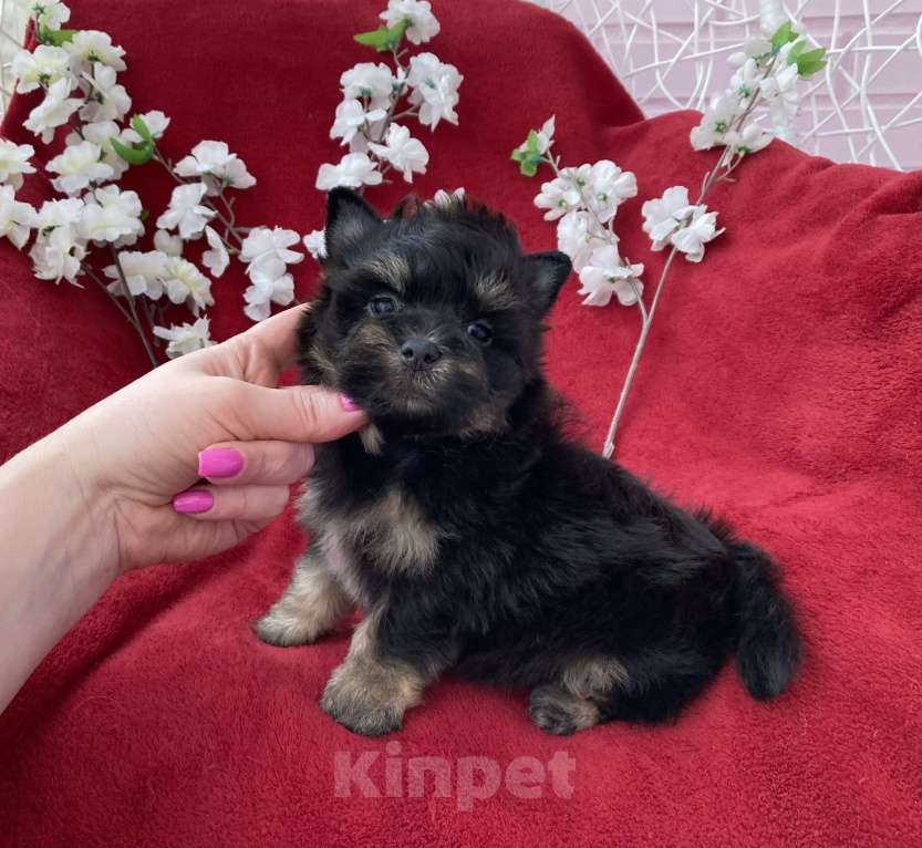 Собаки в Москве: Чёрный йорк мальчик стандарт без перецвета Мальчик, 50 000 руб. - фото 8
