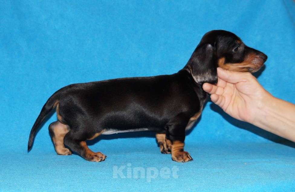 Собаки в Иваново: Такса стандартная г-ш. РКФ Мальчик, Бесплатно - фото 9