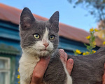 Кошки в Калуге: Котёнок Мальчик, Бесплатно - фото 1
