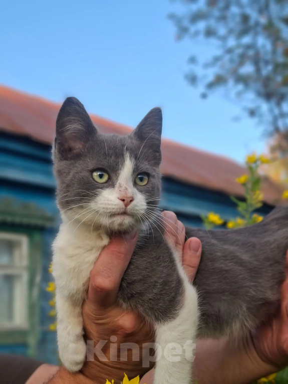 Кошки в Калуге: Котёнок Мальчик, Бесплатно - фото 1