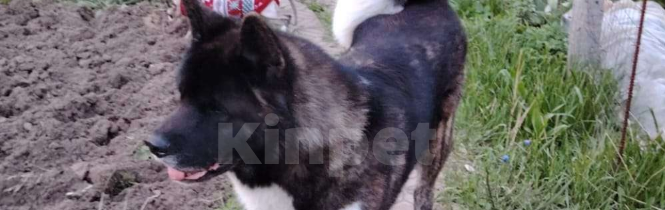 Собаки в других городах Московской области: Потерялся друг Мальчик, 50 000 руб. - фото 5