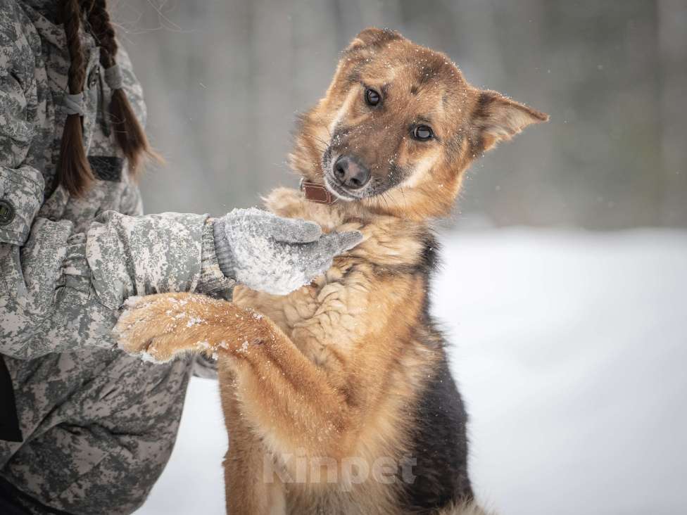 Собаки в Клине: Фундук — ласковый добряк, который ищет свою семью Мальчик, Бесплатно - фото 10