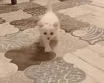 Кошки в Волгограде: Кошечка беленькая с черной челкой Девочка, Бесплатно - фото 1