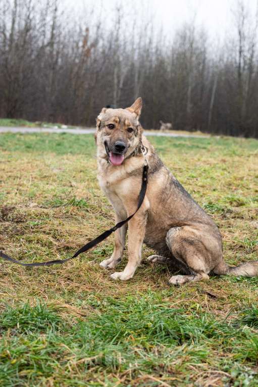 Собаки в Москве: Нежная скромная Дарина Девочка, Бесплатно - фото 1