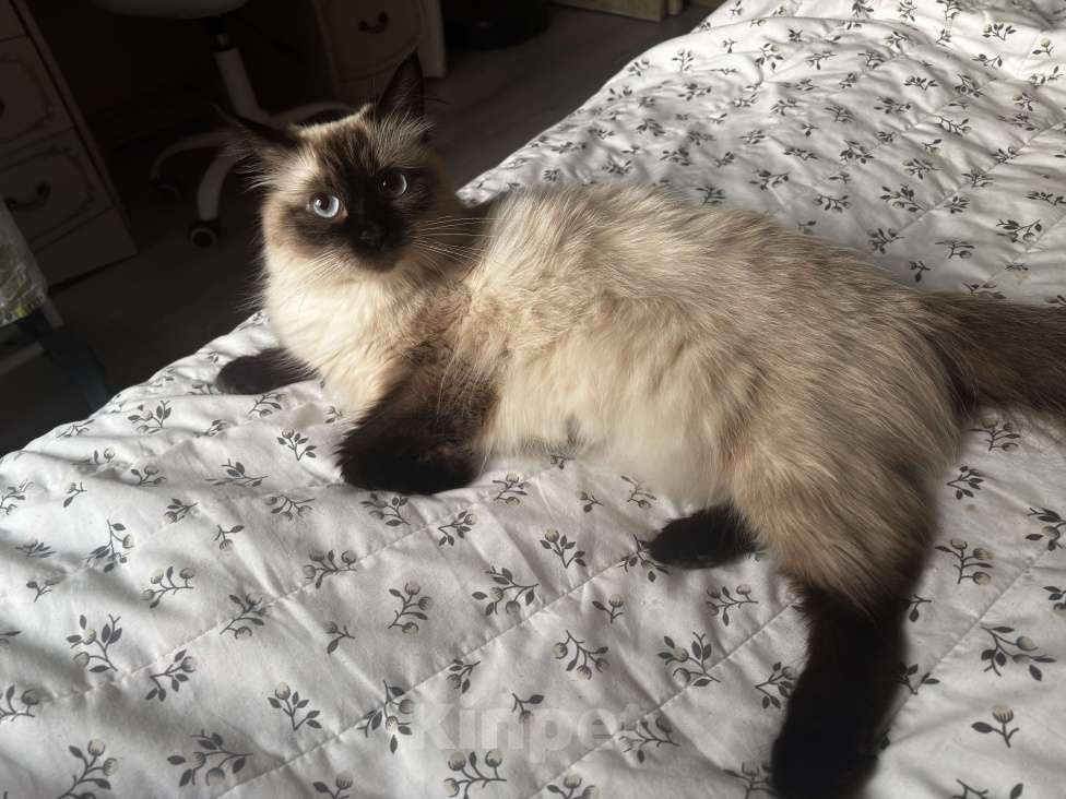 Кошки в Москве: Невские маскарадные котята  Девочка, 25 000 руб. - фото 7
