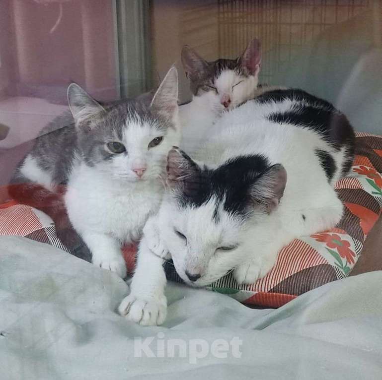 Кошки в Москве: Котята пристроились, а их мама Алиса осталась одна.. Девочка, Бесплатно - фото 3