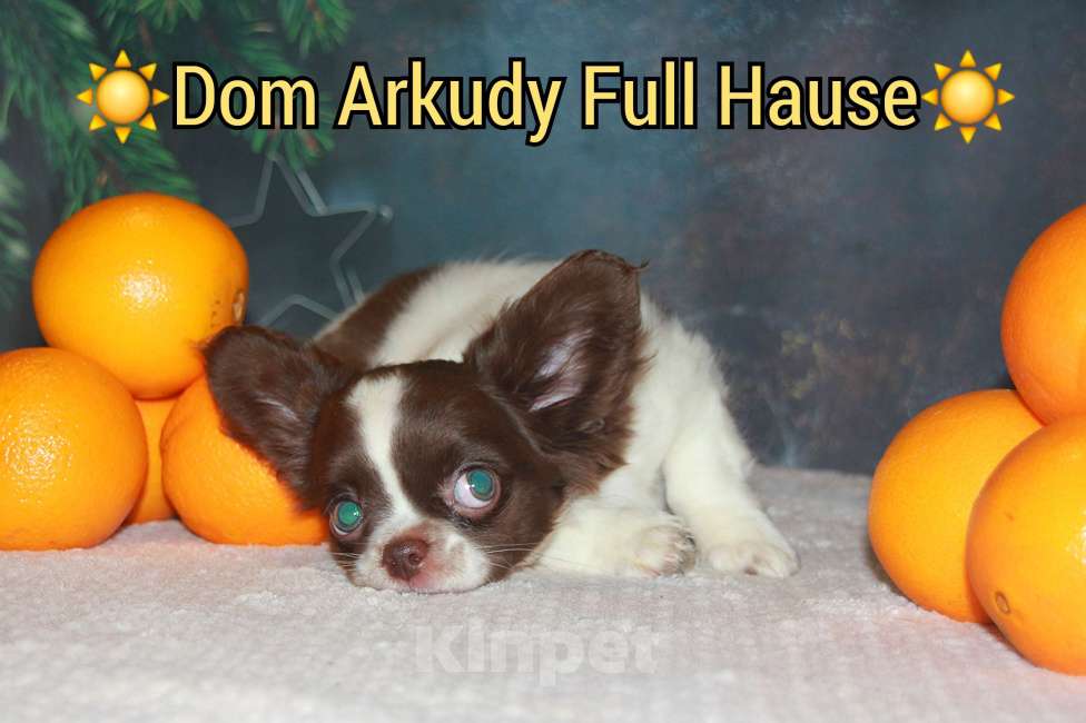 Собаки в Москве: Шоколадный Красавчик  Мальчик, 50 000 руб. - фото 6