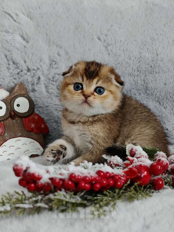 Кошки в Москве: Породистые шотландские котята Мальчик, 70 000 руб. - фото 3