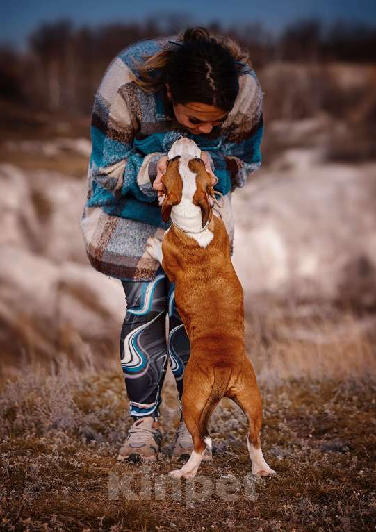 Собаки в Москве: Красивый парень амстаффа  Мальчик, 70 000 руб. - фото 6
