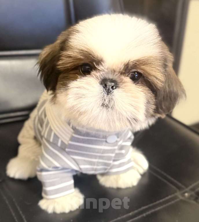 Собаки в Смоленске: Малыш мини ши тцу вязка Китай Мальчик, 100 000 руб. - фото 1