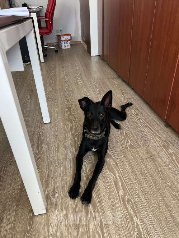 Собаки в Краснодаре: Ассоль Девочка, Бесплатно - фото 3