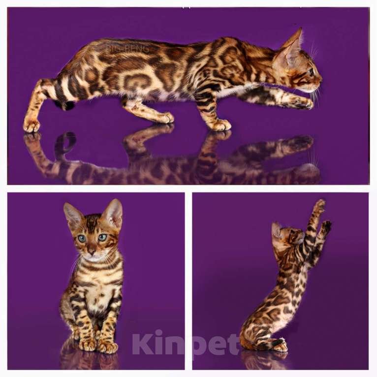 Кошки в Санкт-Петербурге: Бенгальские котята  розетка на золоте Девочка, 40 000 руб. - фото 2