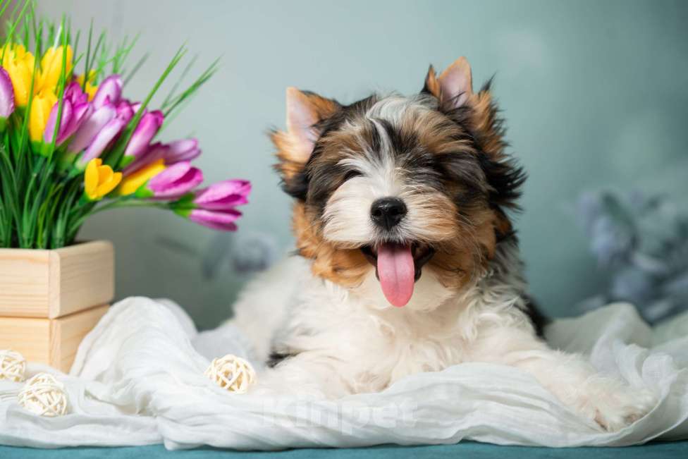 Собаки в Вологде: Предлагается очень красивый, яркий, породный щенок породы бивер терьер. Мальчик, 70 000 руб. - фото 5