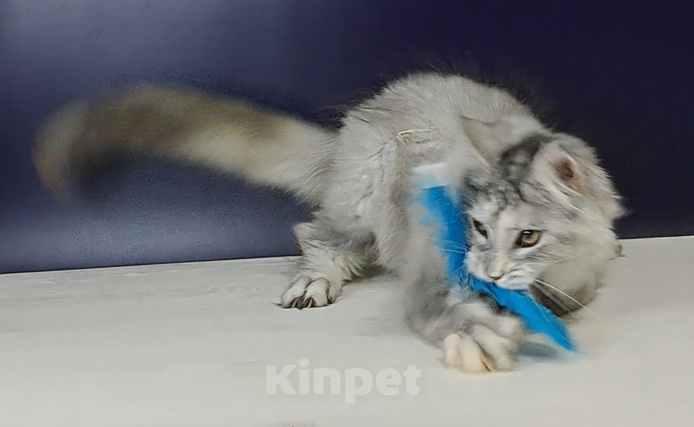 Кошки в Уфе: Котенок мейн-кун Девочка, 25 000 руб. - фото 2