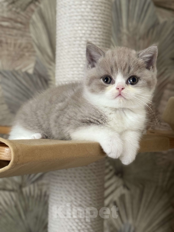 Кошки в Москве: Котик Мальчик, Бесплатно - фото 1