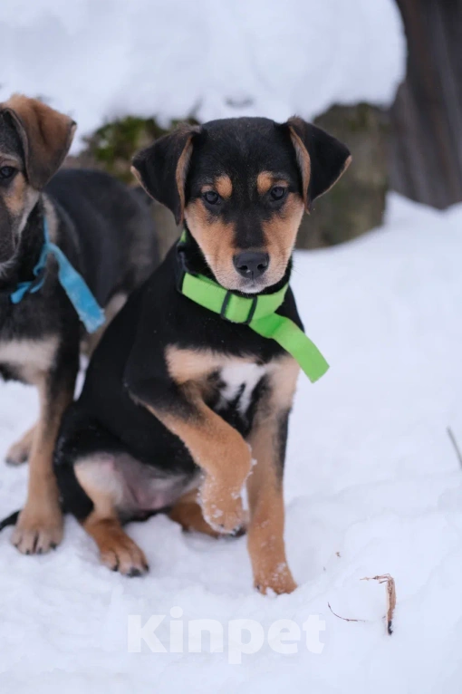 Собаки в Москве: Девочка щенок в добрые руки Девочка, Бесплатно - фото 3