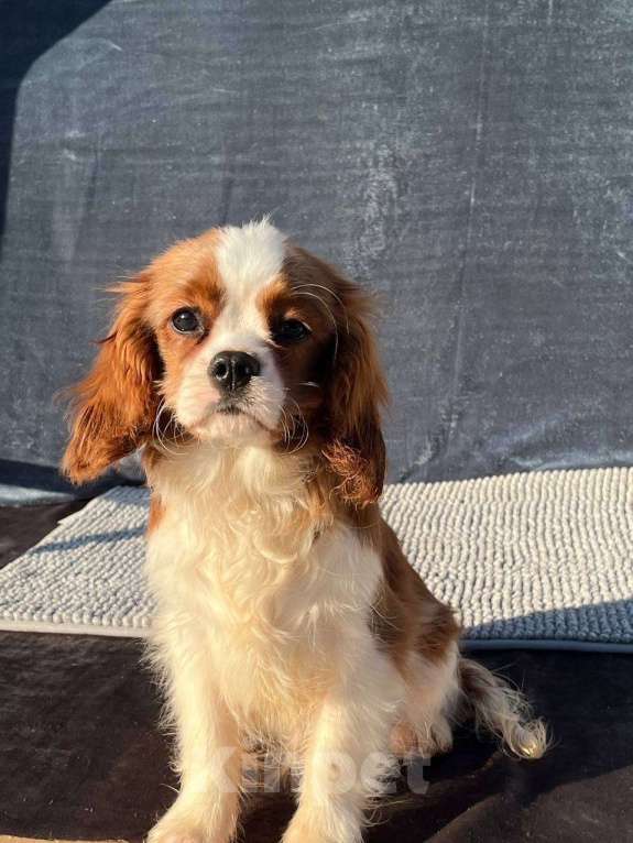 Собаки в Санкт-Петербурге: БЕСТ ИЛРЕАН КАСТОР Мальчик, 100 000 руб. - фото 1
