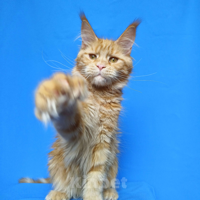 Кошки в Москве: Котёнок Мейн-Кун полидакт Девочка Девочка, 70 000 руб. - фото 2