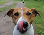 Собаки в Перми: Парсон Рассел терьер вязка, 5 000 руб. - фото 2