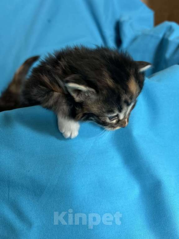 Кошки в Москве: продам норвежских лесных котят Мальчик, 35 000 руб. - фото 3