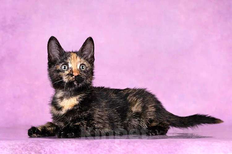 Кошки в Москве: Кото-девочки Ницу и Трес, ласковые солнышки в добрые руки Девочка, 10 руб. - фото 8