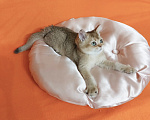Кошки в Екатеринбурге: Шотландский котик. Мальчик, Бесплатно - фото 4