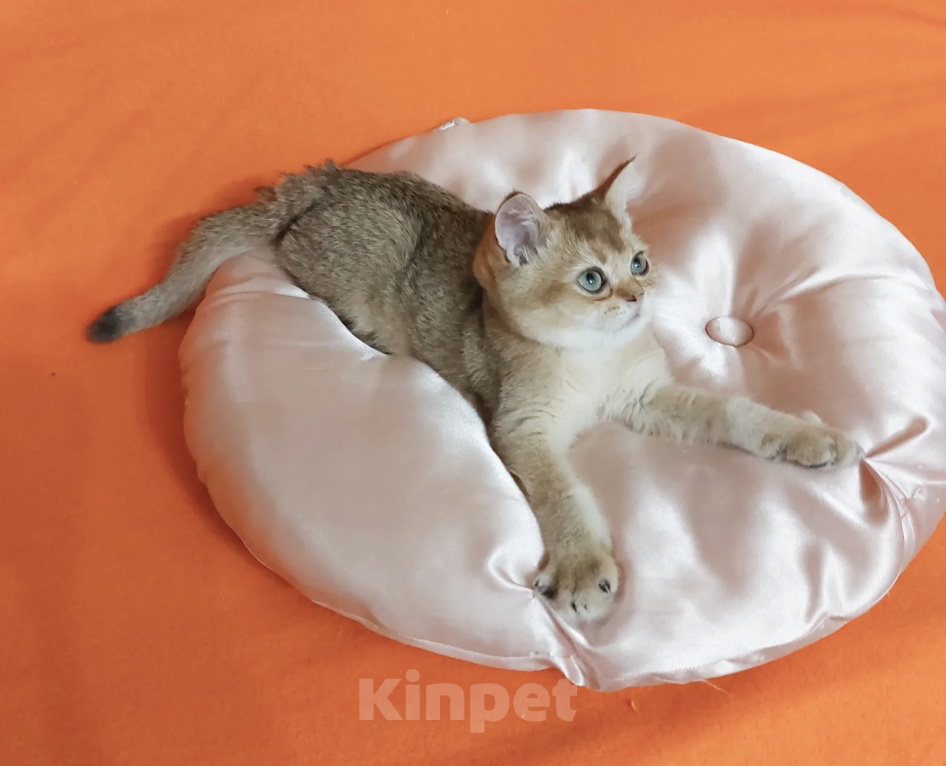 Кошки в Екатеринбурге: Шотландский котик. Мальчик, Бесплатно - фото 4