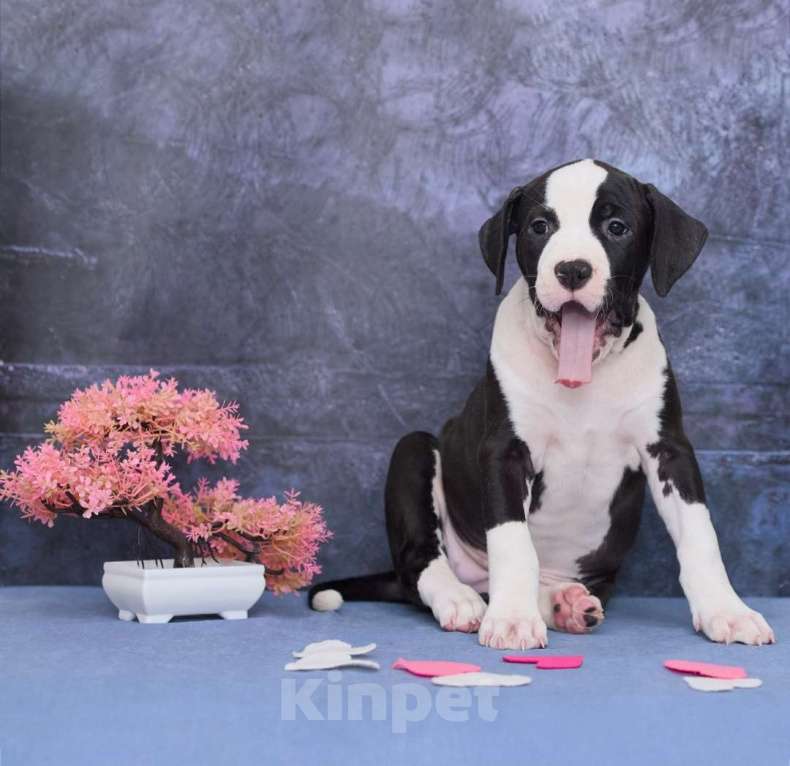 Собаки в Санкт-Петербурге: Мощная и крутая девочка амстаффа Девочка, 1 руб. - фото 10