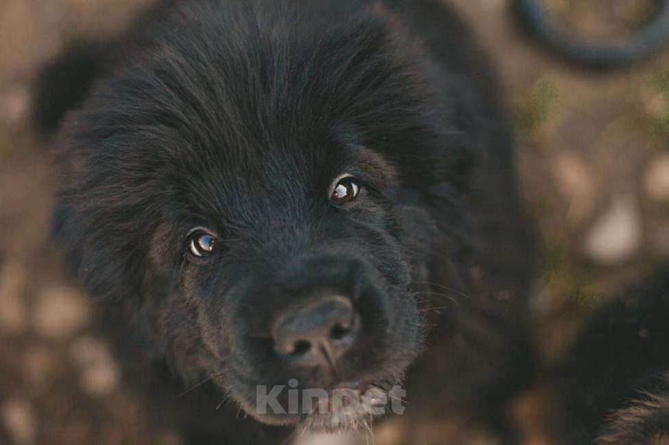 Собаки в других городах Тверской области: Щенки тибетского мастифа Девочка, Бесплатно - фото 6