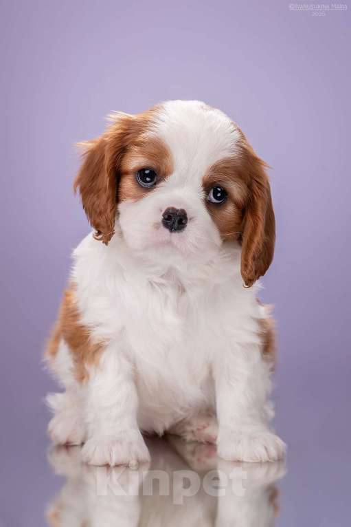 Собаки в Жуковском: девочки Кавалер Кинг Чарльз Спаниель Девочка, Бесплатно - фото 2