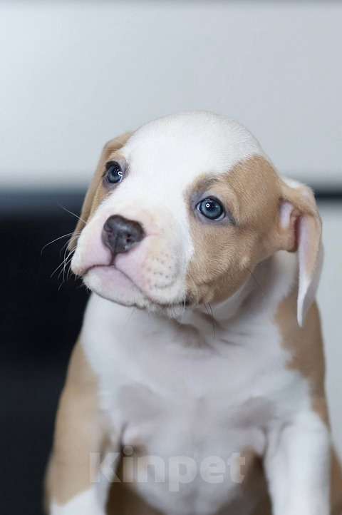 Собаки в Москве: Щенка американского стаффтерьера из питомника Девочка, 100 000 руб. - фото 1