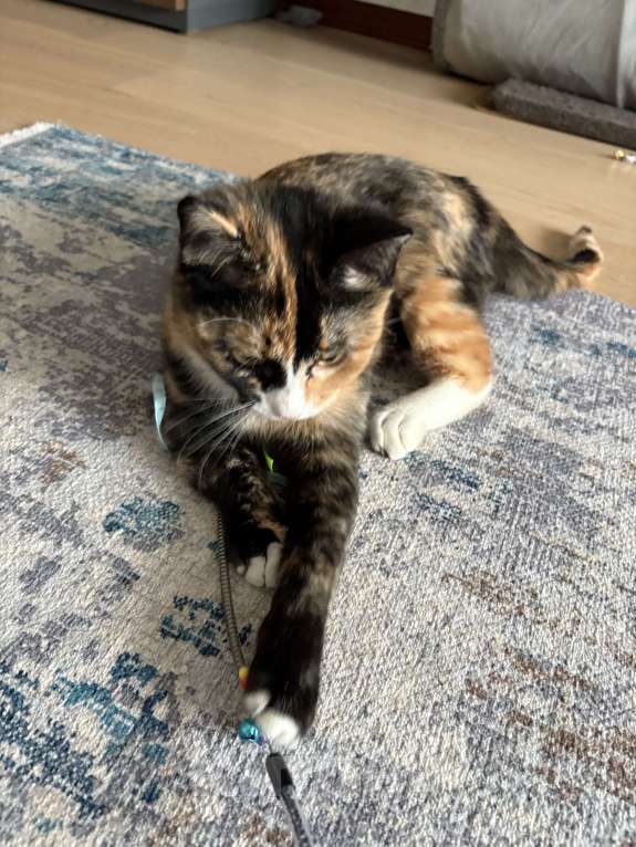 Кошки в Москве: Котенок Яшма Девочка, Бесплатно - фото 3