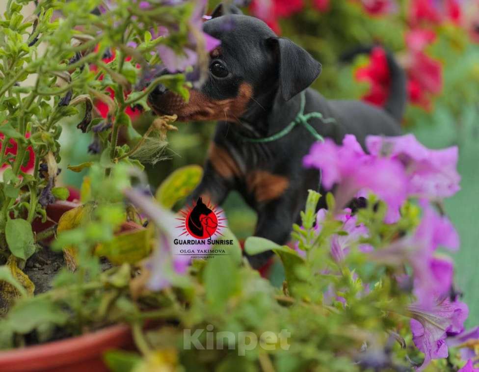 Собаки в Красноармейске: Щенок Цвергпинчера, 20 000 руб. - фото 1