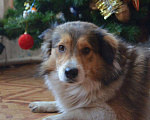 Собаки в Краснодаре: Словно герой из мультика ЯРКИЙ БОБА! Мальчик, Бесплатно - фото 8