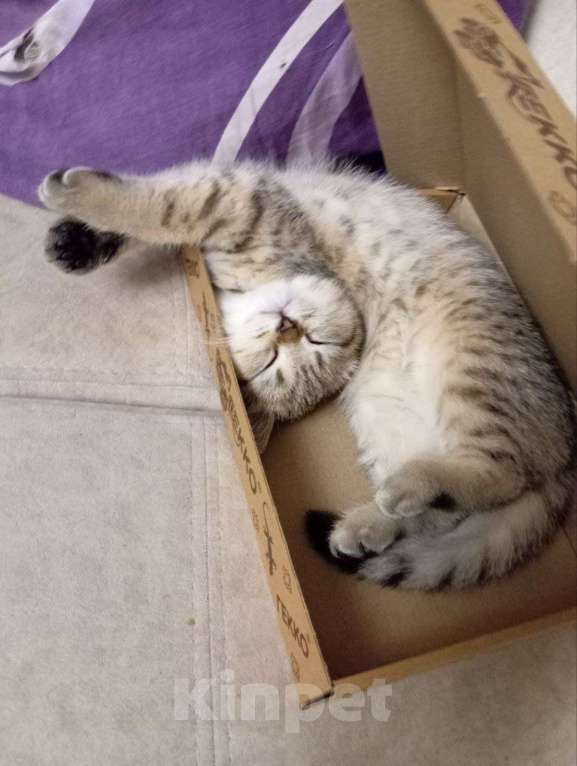 Кошки в Санкт-Петербурге: КОМОЧЕК Счастья  Девочка, 22 500 руб. - фото 4