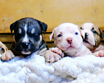 Собаки в Красноярске: Булли- Малыши Разнополые, 80 000 руб. - фото 7