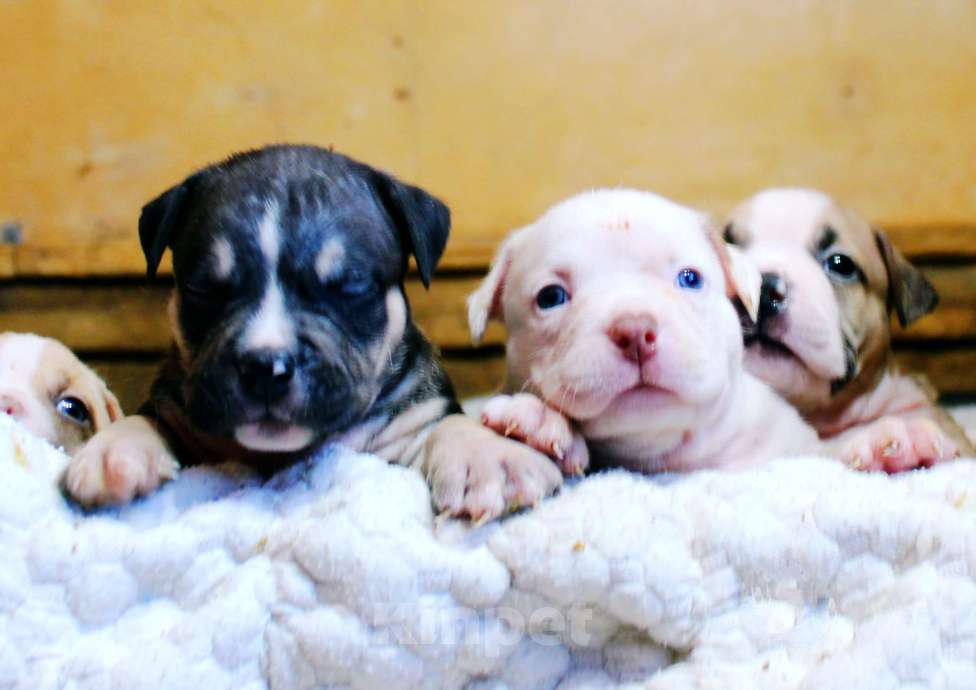 Собаки в Красноярске: Булли- Малыши Разнополые, 80 000 руб. - фото 7