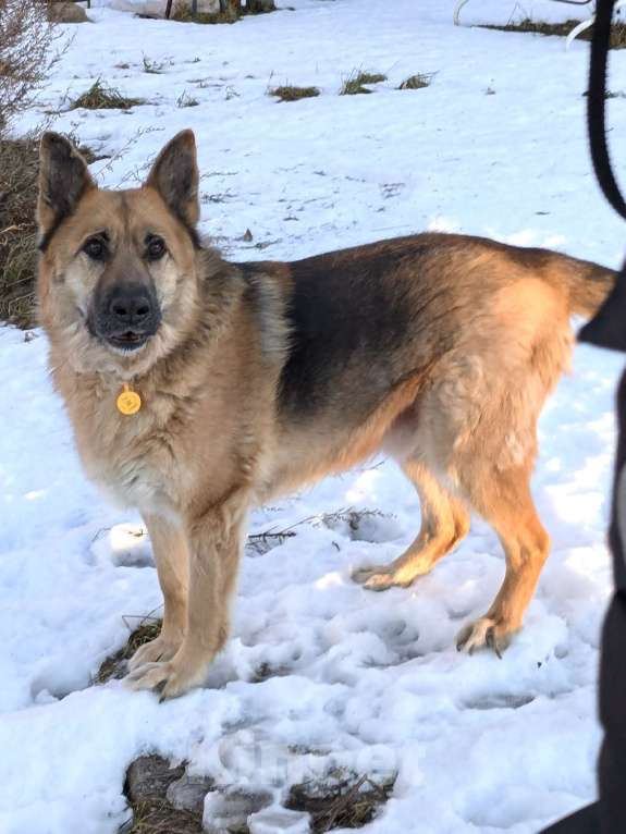 Собаки в других городах Ленинградской области: Помогите найти собаку! Мальчик, 10 000 руб. - фото 4