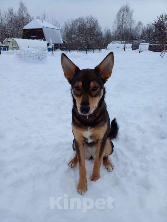 Собаки в Москве: Девочка с умным выразительным взглядом Рита Девочка, 10 руб. - фото 1