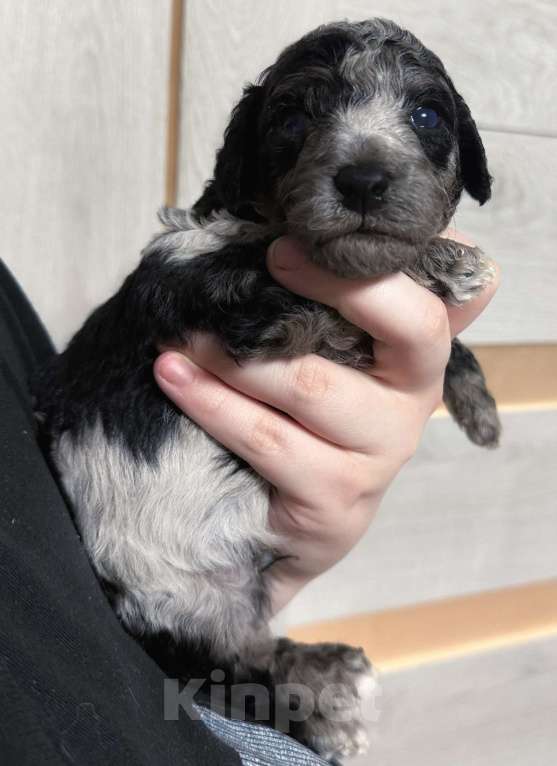 Собаки в других городах Московской области: Лакомый красавец готов на бронь Мальчик, 60 000 руб. - фото 3