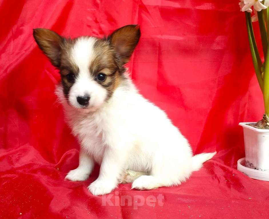 Собаки в Красноармейске: Щенки папийона Мальчик, 30 000 руб. - фото 4