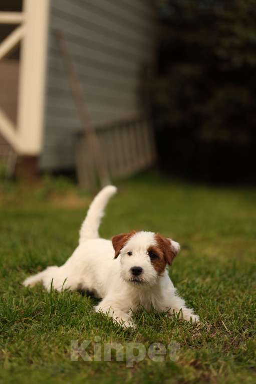 Собаки в Москве: Девочка джек рассел терьер Девочка, 30 000 руб. - фото 2